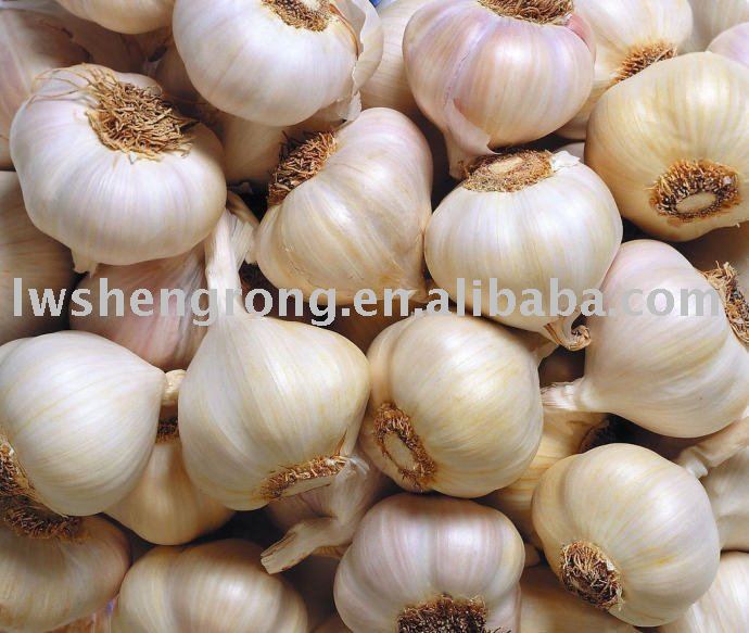 Fresh Garlic in Laiwu,shandong garlic