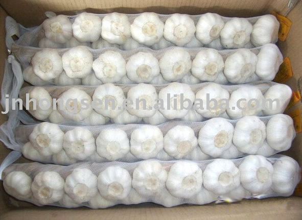 regular white garlic 2010