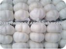 2010 super pure white garlic