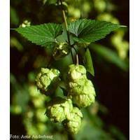  Hops  P.E