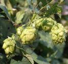 Hops P.E.