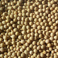 Soybeans