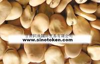 Broad Beans for H.S.P , Peeled Size