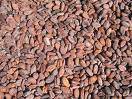 Criollo Cocoa Beans and Oil Available