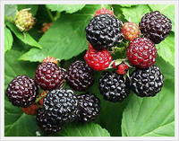 Red Mountain  Raspberry   Wine 