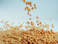 Soybean NON_GMO / GMO