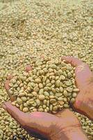 Rubusta Coffee