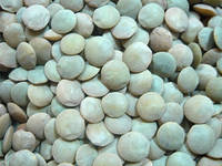 Green Lentils - Mercimek_y2_b