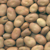  Faba   Beans 