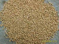 Soya Beans