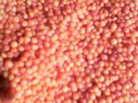 Red Whole Lentils