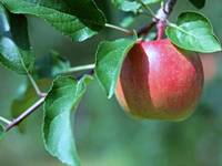 Frozen Fruit Apples Pears Loquats