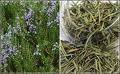  Rosemary   Tea 