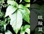 Organic Herb Tea,Herba Gynostemmae/Peppermint  Leaf (Menthae)