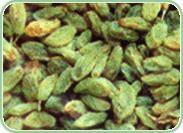  Seedless   Raisin 