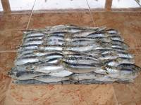 Frozen Sardine Fish Wr and Hgt