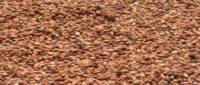 Cocoa Beans