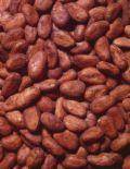  Cacao  Seed