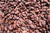 Cocoa Beans