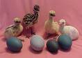  Emu , Ostirich, Peafowl Eggs and Chicks