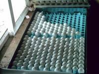  Egg s