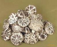 Cheap and High Quality Tea Flower Mushroom