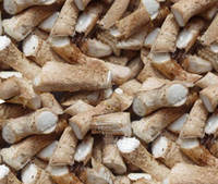  Shiitake   Mushroom   Stem 
