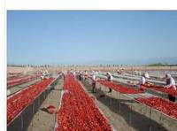 sun dried tomatoes