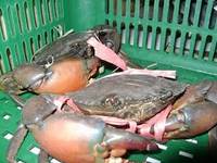 Mangrove Crabs or Mud Crabs