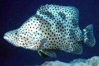 Barramundi Cod/Panther Grouper (Kerapu Bebek)