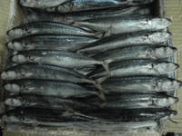 Round Scad Maruadsi