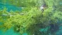 Dry Seaweed
