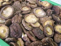 Shiitake