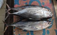 Frozen Yellowfin Tuna