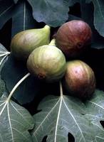  Fig 