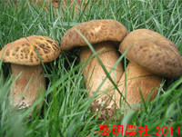 Wild Mushroom