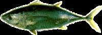 Yellowfin Tuna