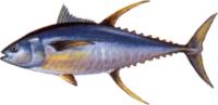 Yellowfin tuna
