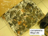 Cucumaria