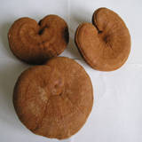 Organic Mushroom Ganoderma Lucidum(Reishi Powder),Wood Ear