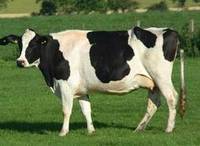  Holstein  Cows