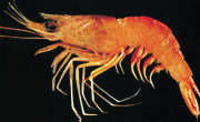 Shrimp PUD (Trachypenaes Pescadoreensis Schmitt)