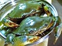 Live Mud Crab