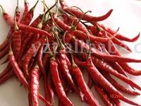  Dried   Chilli 