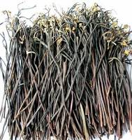 Dried  Bracken 