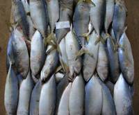 Frozen Indian Mackerel