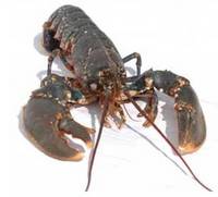 Live Irish Lobster for Export,Ireland price supplier - 21food