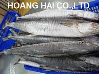 Frozen  Kingfish  (Wahoo and Spanish Mackerel)