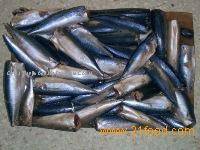  Frozen   Pacific   Mackerel 