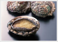  Live   Abalone 